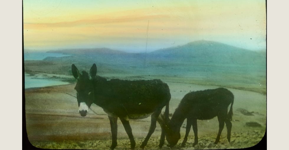 Two donkeys used for military transport, grazing in a field at Gallipoli