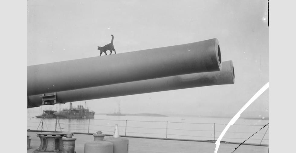 The mascot cat of the Royal Navy battleship HMS Queen Elizabeth walking along a 15 inch gun.