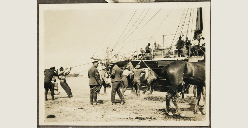 Landing horses at Gallipoli, 1915